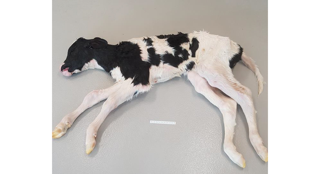 Stillborn calf derived from IVP and biopsy. The calf weighted 43 kg at necropsy and appeared longer and heavier than usual for neonatal Holstein calves. 